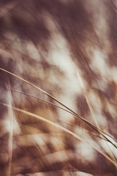 Сільський влітку поля
 - Фото, зображення