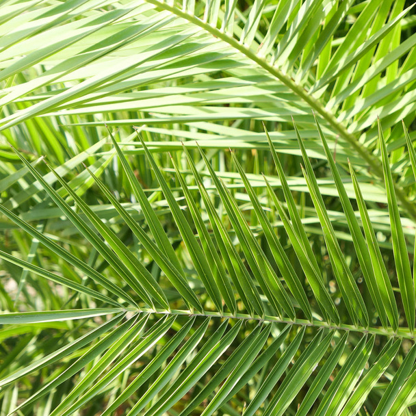 Palm leaves in summertime - Photo, Image