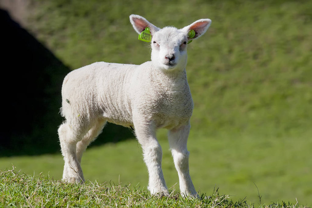 太陽を楽しむ新生子羊 - 写真・画像