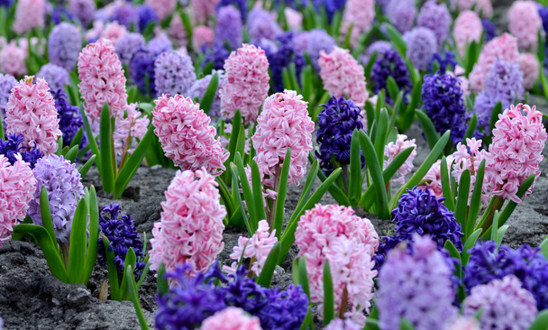 Blumenbeet mit bunten Hyazinthen, traditionelle Frühlingsblume, Osterblume, Osterhintergrund, floraler Hintergrund - Foto, Bild