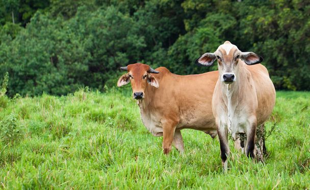 vee in queensland Australië - Foto, afbeelding