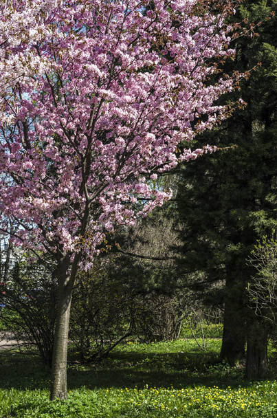 Cherry blossoms in the garden in the courtyard with a green lawn. Spring flowering plants in the botanical garden. Pink flowers of Japanese cherry. Botanical Garden of Peter the Great in St. Petersburg. - Foto, Imagem