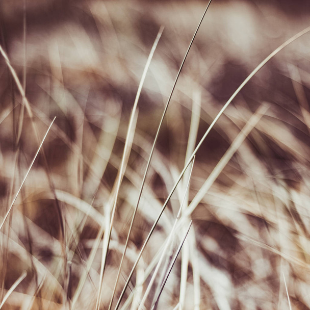 Сільський влітку поля
 - Фото, зображення
