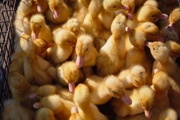 Bir tavuk çiftliğinde küçük ördek yavrusu - Fotoğraf, Görsel