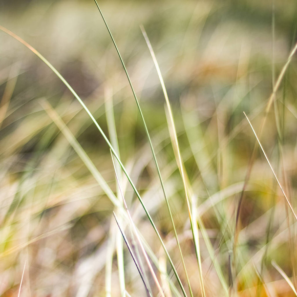 Сільський весняно-польових
 - Фото, зображення