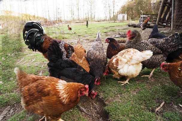 Barevná kuřata a kohouti různých plemen ve dvoře, drůbež. - Fotografie, Obrázek