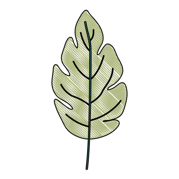 crayon silhouette of green light color of lobed leaf plant - Vetor, Imagem