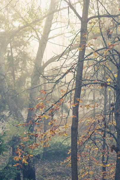 herfst bomen in de mist - Foto, afbeelding