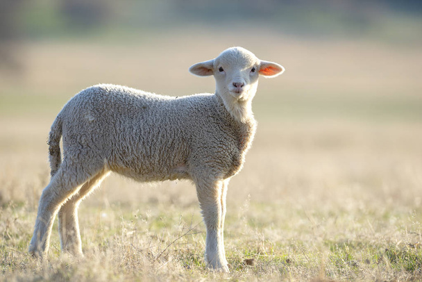 mignon petit agneau sur prairie verte printemps frais pendant le lever du soleil
 - Photo, image