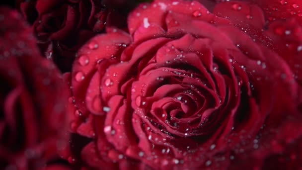 Csomó-ból piros rózsák, közelről - Felvétel, videó
