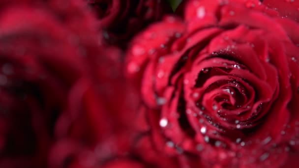 Banda rudých růží, zblízka - Záběry, video