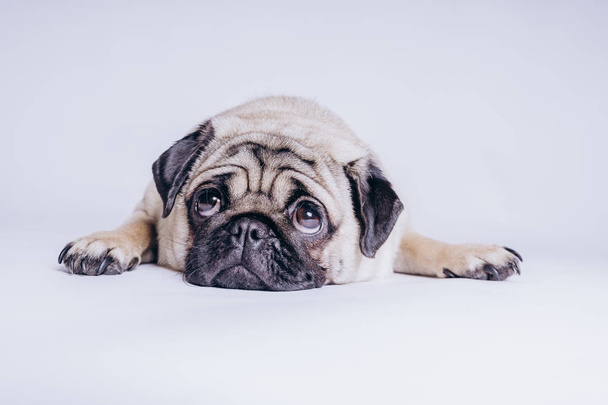 Funny pug puppy, on white background. - 写真・画像
