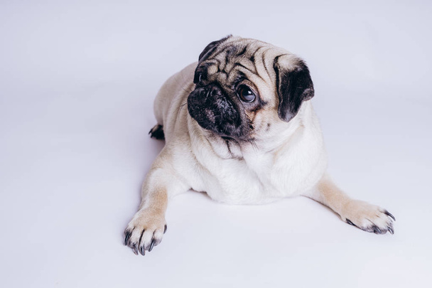 Funny pug puppy, on white background. - Valokuva, kuva