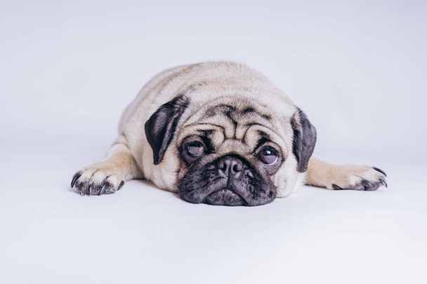 Funny pug puppy, on white background. - 写真・画像
