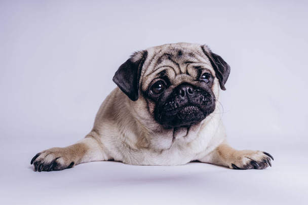 Funny pug puppy, on white background. - Foto, afbeelding