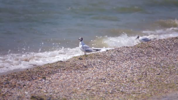 Seagull by the sea. Slow Motion - Footage, Video