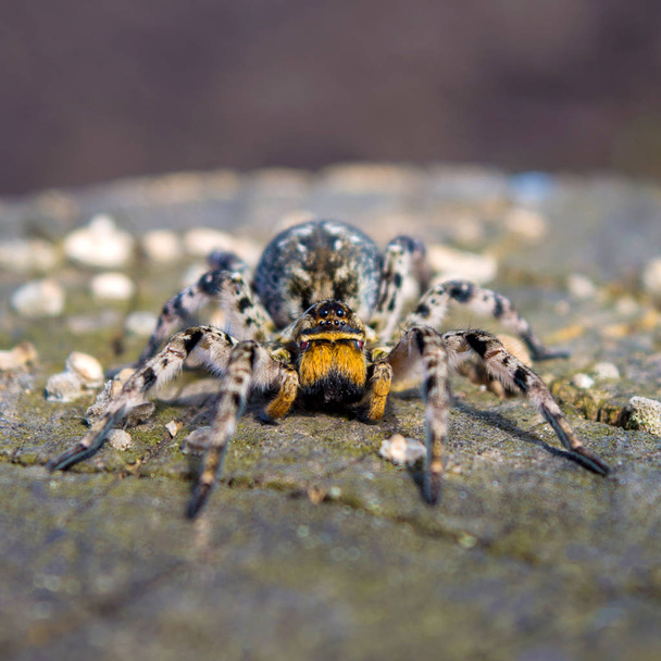 Foto Lycosa singoriensis, černé vlasy tarantule na pařez - Fotografie, Obrázek