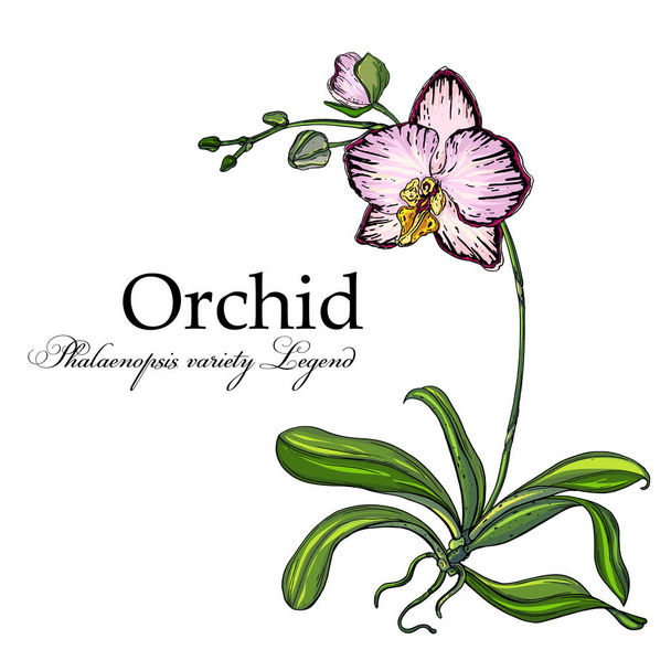 leuchtende florale Orchideenelemente für das Design. botanische Illustration - Vektor, Bild