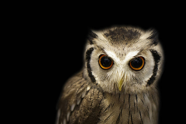 Image of an owl on black background. Birds. Wild Animals.  - Foto, Imagem