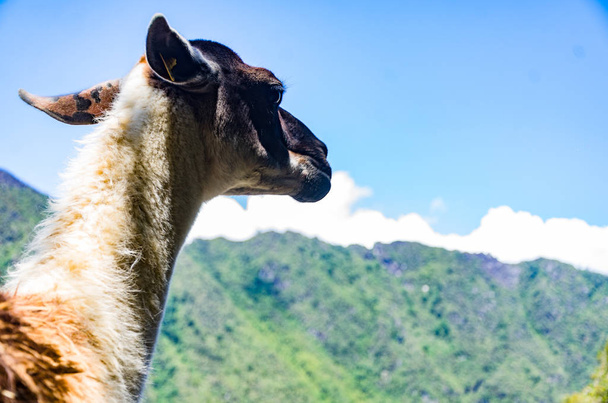 This little llama was seen wandering around the ruins of Machu Picchu - Photo, Image