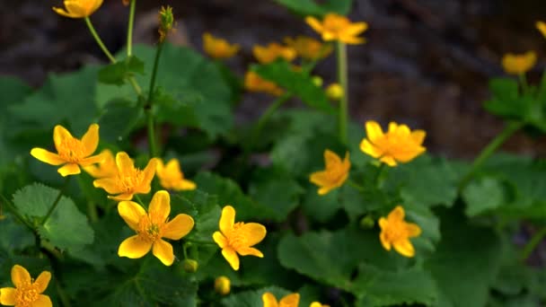 Kingcup or Marsh marigold-Caltha palustris - 映像、動画