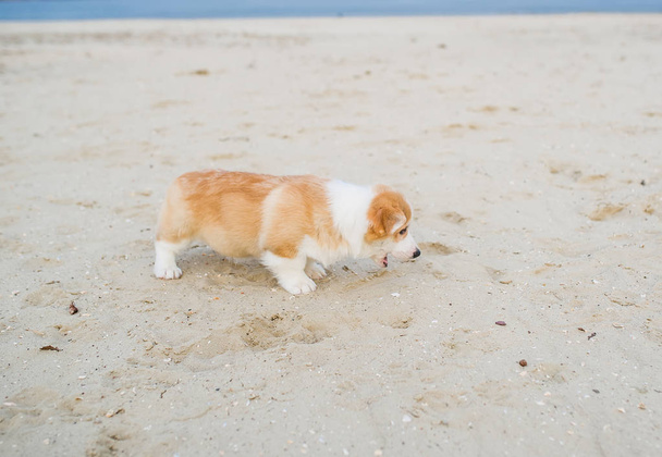 Welsh corgi pembroke puppy smelling sand - Photo, Image