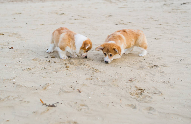 ビーチの砂の上で遊んで2つのコーギー・子犬. - 写真・画像