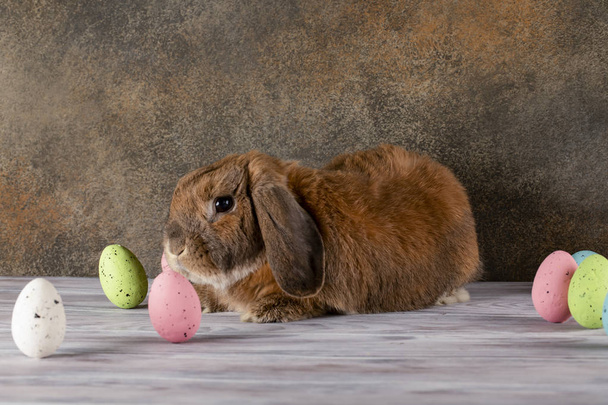 Easter chubby bunny raised his ear. Wicker basket with festive E - Valokuva, kuva