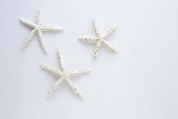 Tähtikala valkoisella pohjalla - Valokuva, kuva