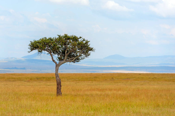 Пейзаж без деревьев в Африке
 - Фото, изображение