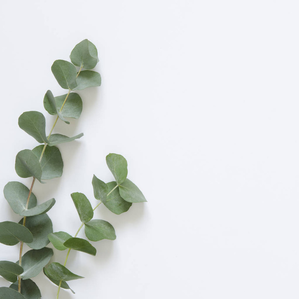 Eucalyptus leaves on white background. Flat lay, top view, copy space - Fotó, kép