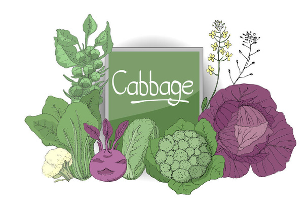 Vector set with fresh cabbage. - Vettoriali, immagini