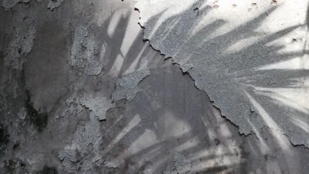 Manilla palm tree schaduwen nagedacht over de oude betonnen muur bedekt met gepelde getextureerde verf - Video