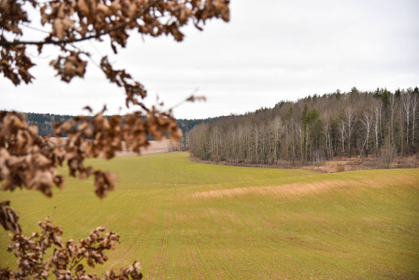 Campo de granja verde primavera sobre un fondo de bosque gris
 - Foto, imagen