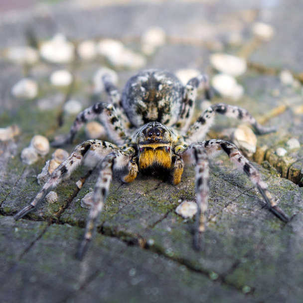 Φωτογραφία: Lycosa singoriensis, μαύρα μαλλιά tarantula στο κούτσουρο - Φωτογραφία, εικόνα