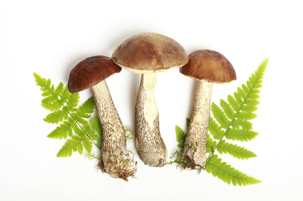 mushrooms and leaves of fern on a white background - Foto, afbeelding