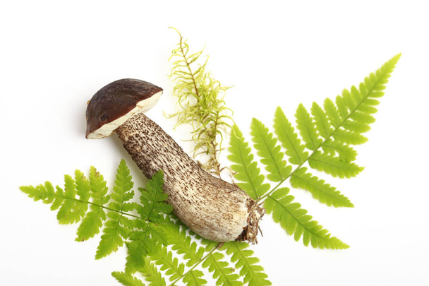 mushroom and leaves of fern on a white background - Valokuva, kuva