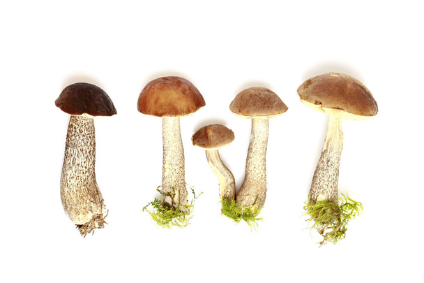 Mushrooms on green moss on a white background - 写真・画像