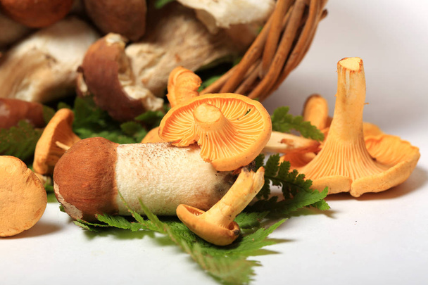 Boletus and chanterelles mushrooms in a basket on a white background - Фото, изображение