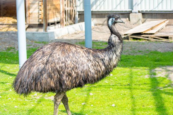 Фото страусиной птицы Эму, стоящей в травяном саду
 - Фото, изображение