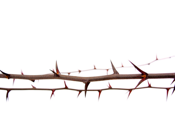 Foto de espinas arbóreas sobre rama de acacia aislada sobre fondo blanco
 - Foto, Imagen