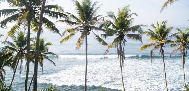 Aerial view of coconut trees at seaside the morning, Sri lanka - Foto, Imagem