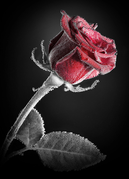 Primer plano de la rosa roja - Foto, imagen