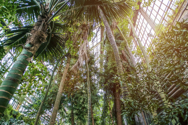 Uvnitř skleníku s velkým počtem různých tropických rostlin, - obrázek - Fotografie, Obrázek