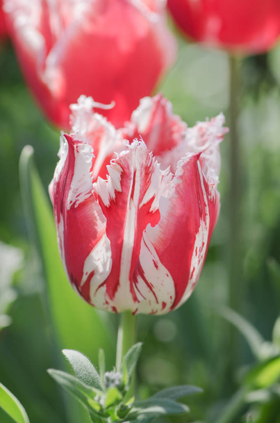 Tulipe rouge avec frange blanche dans le jardin Rembrandt
 - Photo, image