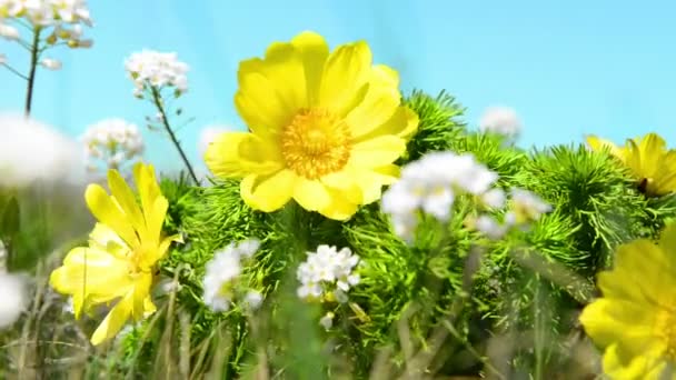 gelbe Blüten (adonis vernalis) auf der grünen Wiese mit blauem Himmel - Filmmaterial, Video
