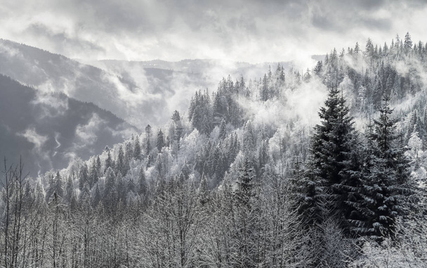 Pine Forest Winter Panorama in Black Forest Mountain Range  - Foto, imagen