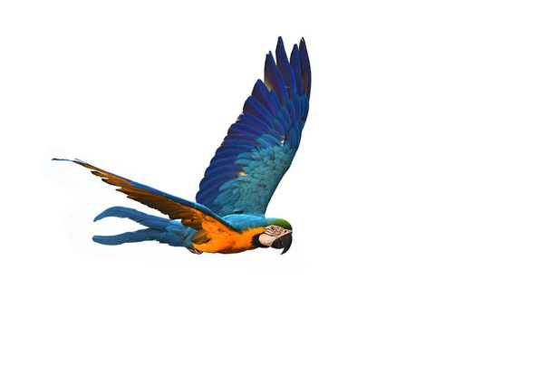 Macaw niebieski i złoty - Zdjęcie, obraz