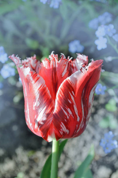 Czerwony tulipan z białym marginesie w ogrodzie Rembrandt - Zdjęcie, obraz