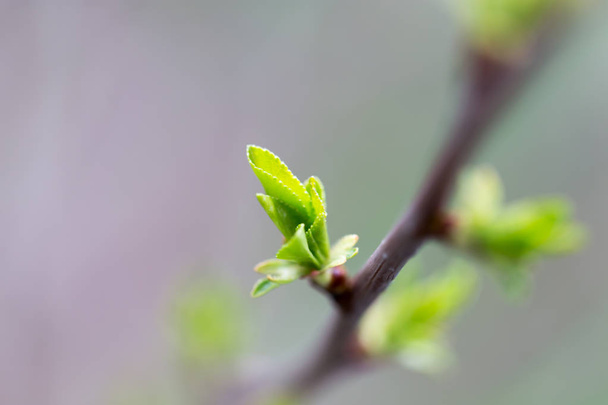 the opened buds on a tree branch - Photo, Image
